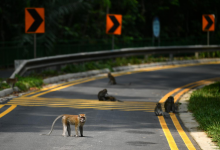 Photo of La importancia de tener espacios para animales salvajes en la ciudad