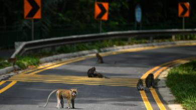 Photo of La importancia de tener espacios para animales salvajes en la ciudad