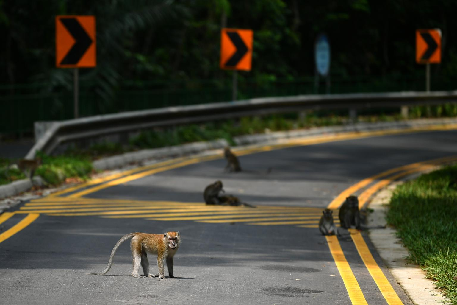 La-Importancia-de-tener-espacios-animales-autopistas-