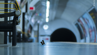 Photo of La importancia de una imagen de 2 ratones peleando en una estación de metro