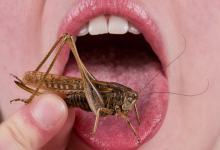 Photo of ¿Comer insectos es bueno para tu salud?