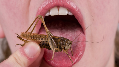 Photo of ¿Comer insectos es bueno para tu salud?