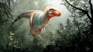 Photo of Granjero descubrió nueva especie de Tiranosaurio en Canadá