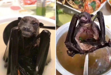 Photo of La sopa de murciélago no causó el coronavirus