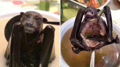 Photo of La sopa de murciélago no causó el coronavirus