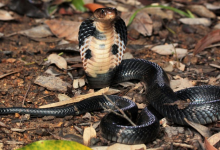 Photo of Las serpientes son la fuente del Coronavirus, no los murciélagos