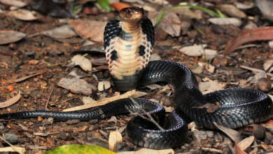 Photo of Las serpientes son la fuente del Coronavirus, no los murciélagos