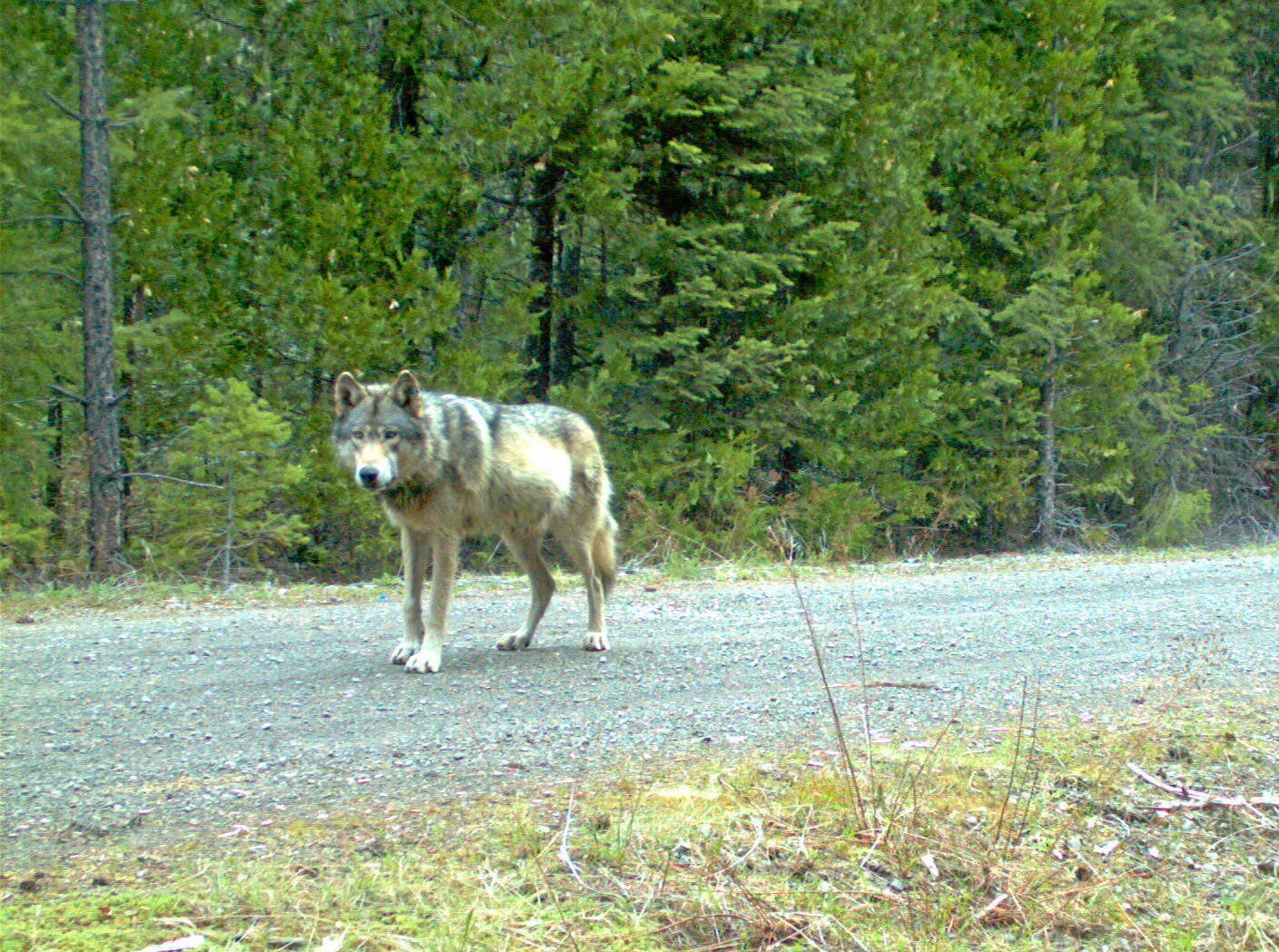 loba-gris-escapó-recorrió-14mil-kilómetros-