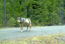 Photo of Loba Gris escapó de su manada y recorrió 14mil kilómetros antes de morir