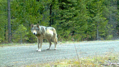 Photo of Loba Gris escapó de su manada y recorrió 14mil kilómetros antes de morir