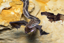Photo of ¿Los murciélagos transmitieron el coronavirus a las serpientes
