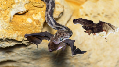 Photo of ¿Los murciélagos transmitieron el coronavirus a las serpientes