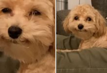 Photo of Ducky, la perrita con la sonrisa más adorable del mundo