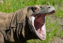 Photo of ¿Dragona de Komodo se reprodujo por sí sola?