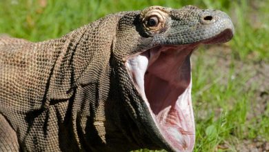 Photo of ¿Dragona de Komodo se reprodujo por sí sola?