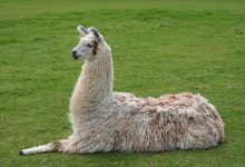 Photo of ¿Podrían ser las llamas la salvación para el coronavirus?