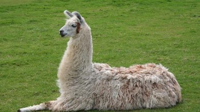 Photo of ¿Podrían ser las llamas la salvación para el coronavirus?