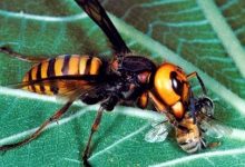 Photo of Alerta en Estados Unidos: avispones asesinos