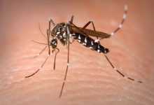 Photo of Alerta en Europa: aparece el mosquito tigre que transmite 22 virus