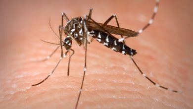 Photo of Alerta en Europa: aparece el mosquito tigre que transmite 22 virus