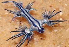 Photo of Dragones azules: misteriosas criaturas aparecieron en los Estados Unidos