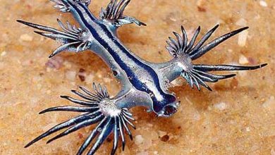 Photo of Dragones azules: misteriosas criaturas aparecieron en los Estados Unidos