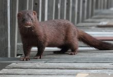 Photo of Sacrifican 100.000 visones por infección de covid-19