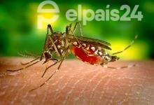 Photo of Liberan mosquitos infectados con bacteria en La Florida