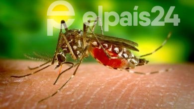 Photo of Liberan mosquitos infectados con bacteria en La Florida