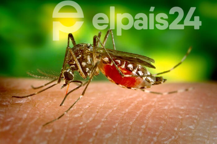 Mosquito Aedes aegypti