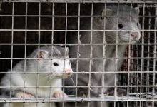 Photo of Sacrifican millones de visones en Dinamarca por riesgo de covid-19