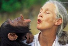 Photo of Muere Jane Goodall, la pionera que cambió la forma de entender a los chimpancés