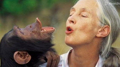 Jane Goodall muere a los 91 años. La pionera que revolucionó el estudio de los chimpancés