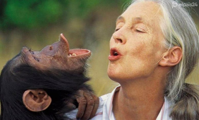 Jane Goodall muere a los 91 años. La pionera que revolucionó el estudio de los chimpancés