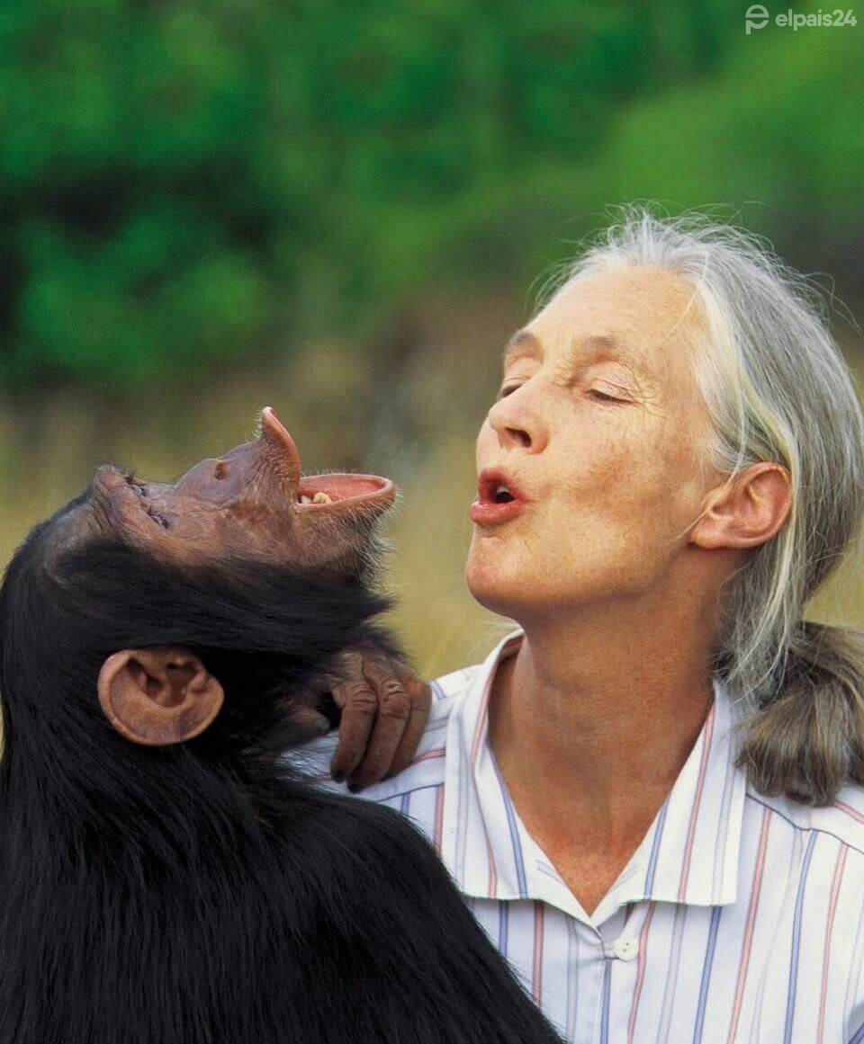 Jane Goodall muere a los 91 años. La pionera que revolucionó el estudio de los chimpancés